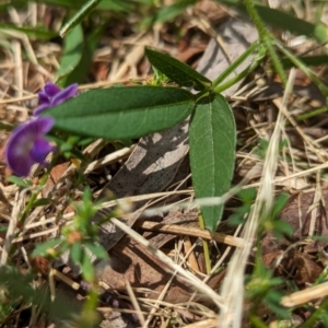 Glycine tabacina at Page, ACT - 23 Jan 2024