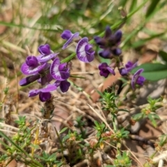 Glycine tabacina at Page, ACT - 23 Jan 2024