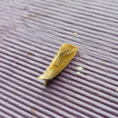 Hypeninae sp. (3) (MoV Part8) (Erebidae (Hypeninae)) (An Erebid moth (Hypeninae) by Csteele4