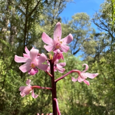 Dipodium roseum (Rosy Hyacinth Orchid) at Paddys River, ACT - 19 Jan 2024 by Pirom