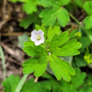 Geranium sp.2 at Banksia Street Wetland Corridor - 23 Jan 2024