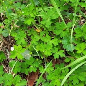 Geranium sp.2 at Banksia Street Wetland Corridor - 23 Jan 2024