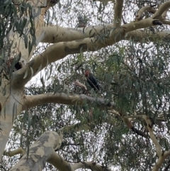 Callocephalon fimbriatum (Gang-gang Cockatoo) at Campbell, ACT - 23 Jan 2024 by SilkeSma