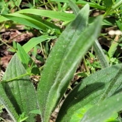 Plantago varia at Banksia Street Wetland Corridor - 23 Jan 2024 01:36 PM