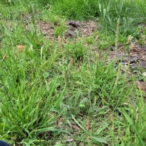 Plantago varia at Banksia Street Wetland Corridor - 23 Jan 2024 01:36 PM