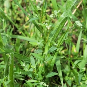 Einadia nutans subsp. nutans at Banksia Street Wetland Corridor - 23 Jan 2024