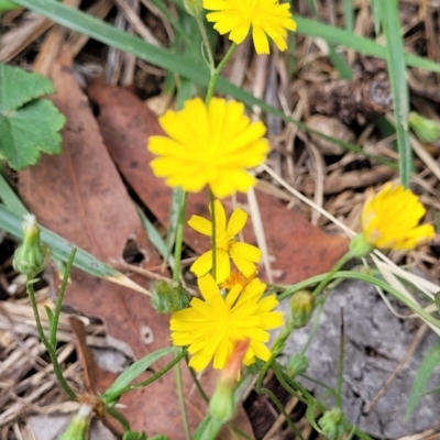 Crepis capillaris (Smooth Hawksbeard) at Banksia Street Wetland Corridor - 23 Jan 2024 by trevorpreston