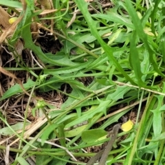 Crepis capillaris at Banksia Street Wetland Corridor - 23 Jan 2024