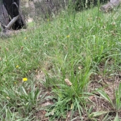 Panicum effusum at Banksia Street Wetland Corridor - 23 Jan 2024