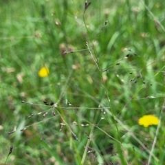 Panicum effusum at Banksia Street Wetland Corridor - 23 Jan 2024 01:33 PM