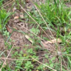 Chloris truncata (Windmill Grass) at Banksia Street Wetland Corridor - 23 Jan 2024 by trevorpreston