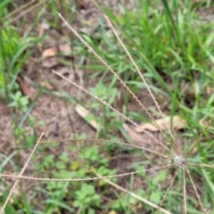 Chloris truncata (Windmill Grass) at Banksia Street Wetland Corridor - 23 Jan 2024 by trevorpreston