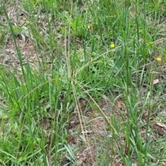 Chloris truncata at Banksia Street Wetland Corridor - 23 Jan 2024