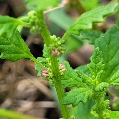 Dysphania pumilio (Small Crumbweed) at Banksia Street Wetland Corridor - 23 Jan 2024 by trevorpreston