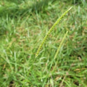 Setaria parviflora at Banksia Street Wetland Corridor - 23 Jan 2024 01:31 PM