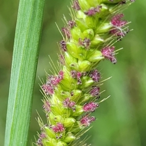 Setaria parviflora at Banksia Street Wetland Corridor - 23 Jan 2024