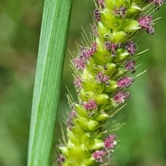 Setaria parviflora at Banksia Street Wetland Corridor - 23 Jan 2024 01:31 PM