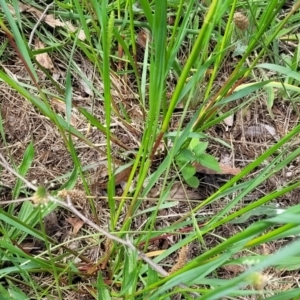 Setaria parviflora at Banksia Street Wetland Corridor - 23 Jan 2024 01:31 PM