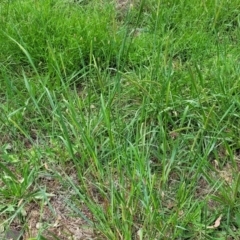 Setaria parviflora at Banksia Street Wetland Corridor - 23 Jan 2024 01:31 PM