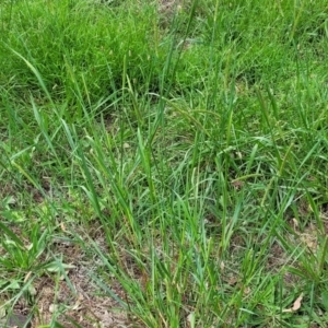 Setaria parviflora at Banksia Street Wetland Corridor - 23 Jan 2024