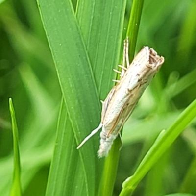 Culladia cuneiferellus (Crambinae moth) at O'Connor, ACT - 23 Jan 2024 by trevorpreston