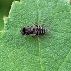 Unidentified Other true fly at Banksia Street Wetland Corridor - 23 Jan 2024 by trevorpreston