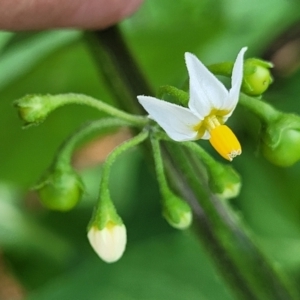 Solanum nigrum at Banksia Street Wetland Corridor - 23 Jan 2024 01:27 PM