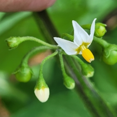 Solanum nigrum (Black Nightshade) at Banksia Street Wetland Corridor - 23 Jan 2024 by trevorpreston