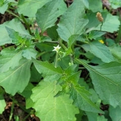 Solanum nigrum at Banksia Street Wetland Corridor - 23 Jan 2024 01:27 PM