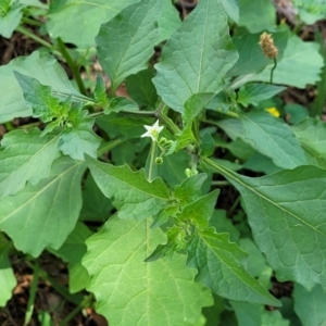 Solanum nigrum at Banksia Street Wetland Corridor - 23 Jan 2024 01:27 PM