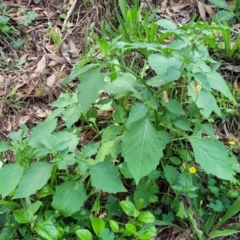 Solanum nigrum at Banksia Street Wetland Corridor - 23 Jan 2024 01:27 PM