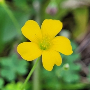 Oxalis exilis at O'Connor, ACT - 23 Jan 2024 01:26 PM