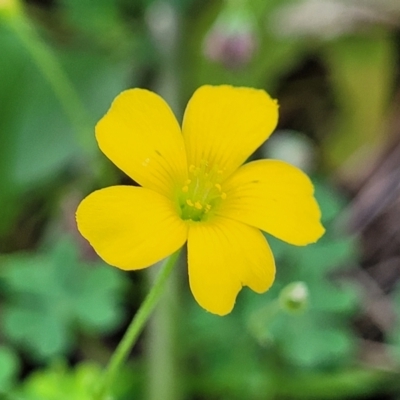 Oxalis exilis (Shady Wood Sorrel) at O'Connor, ACT - 23 Jan 2024 by trevorpreston