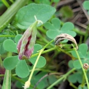 Oxalis exilis at O'Connor, ACT - 23 Jan 2024 01:26 PM