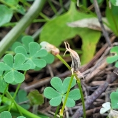 Oxalis exilis at O'Connor, ACT - 23 Jan 2024 01:26 PM