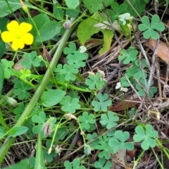 Oxalis exilis at O'Connor, ACT - 23 Jan 2024 01:26 PM