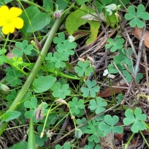 Oxalis exilis at O'Connor, ACT - 23 Jan 2024 01:26 PM