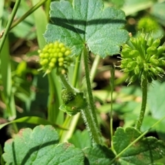 Hydrocotyle laxiflora (Stinking Pennywort) at Banksia Street Wetland Corridor - 23 Jan 2024 by trevorpreston