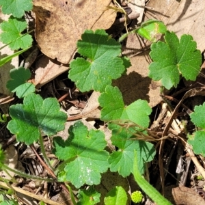 Hydrocotyle laxiflora at Banksia Street Wetland Corridor - 23 Jan 2024 01:25 PM