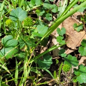 Hydrocotyle laxiflora at Banksia Street Wetland Corridor - 23 Jan 2024