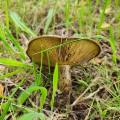 Lactarius turpis (Ugly Milkcap) at Captains Flat, NSW - 23 Jan 2024 by Csteele4