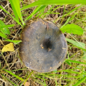 Lactarius turpis at QPRC LGA - 23 Jan 2024 01:08 PM