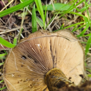 Lactarius turpis at QPRC LGA - 23 Jan 2024