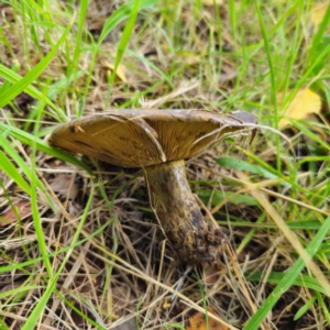 Lactarius turpis at QPRC LGA - 23 Jan 2024