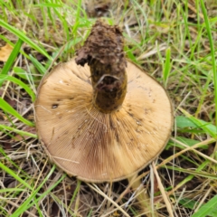 Lactarius turpis at QPRC LGA - 23 Jan 2024