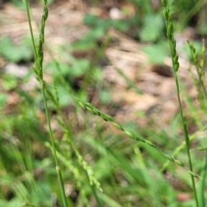 Ehrharta erecta at Banksia Street Wetland Corridor - 23 Jan 2024 01:24 PM