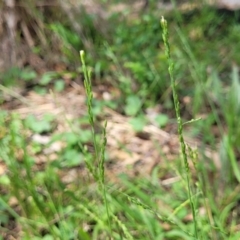 Ehrharta erecta at Banksia Street Wetland Corridor - 23 Jan 2024 01:24 PM