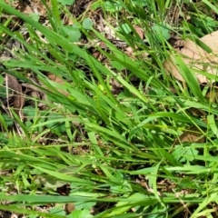 Ehrharta erecta at Banksia Street Wetland Corridor - 23 Jan 2024