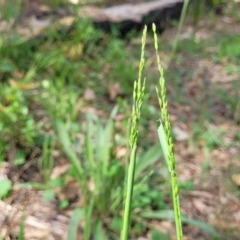 Ehrharta erecta at Banksia Street Wetland Corridor - 23 Jan 2024