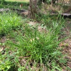 Ehrharta erecta at Banksia Street Wetland Corridor - 23 Jan 2024